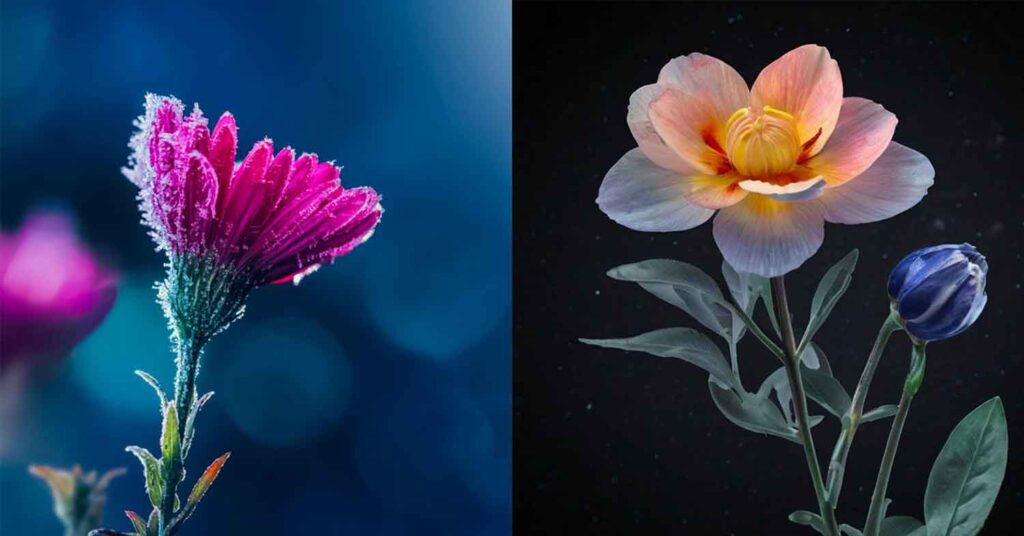 Two Beautiful Flower Images