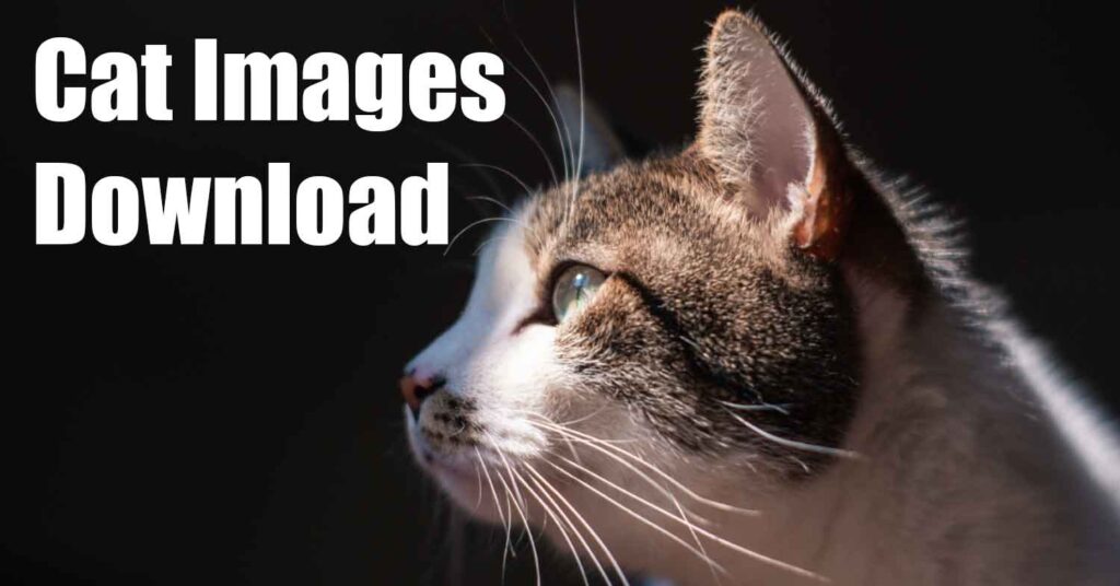 A Cat photo